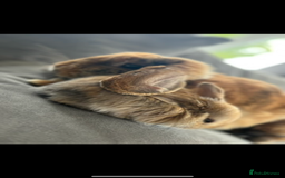Mini Lop rabbits for sale: Mother & son stunning Mini Lops 3.5yr & 1 year old - Image 5