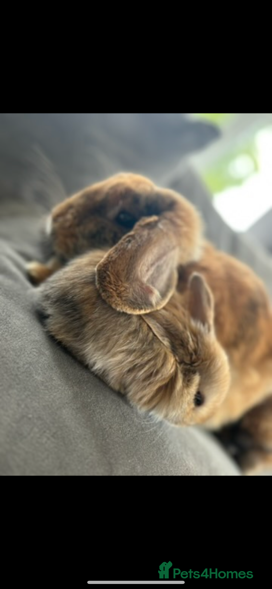 Mini Lop rabbits for sale: Mother & son stunning Mini Lops 3.5yr & 1 year old - Image 5