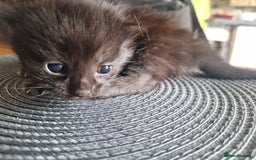 Mixed Breed cats for sale: 🐾 Adorable Kittens Looking for Loving Homes! 🐾 - Image 12