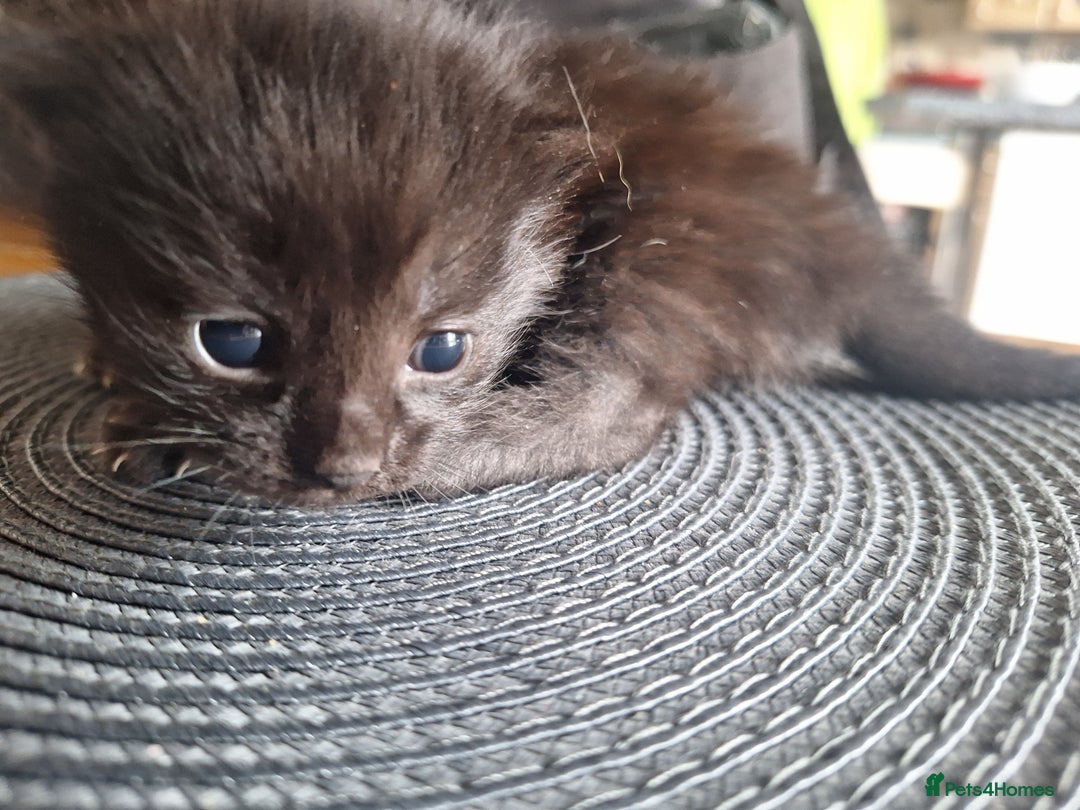 Mixed Breed cats for sale: 🐾 Adorable Kittens Looking for Loving Homes! 🐾 - Image 12