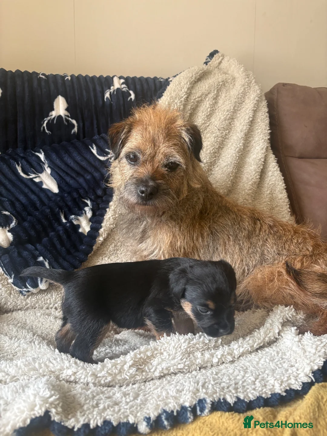 Border Terrier dogs for sale: 1x Border Terrier boy pup for sale  - Advert 1