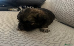 Shih Tzu dogs for sale: Beautiful Shih Zu Puppies  - Image 13