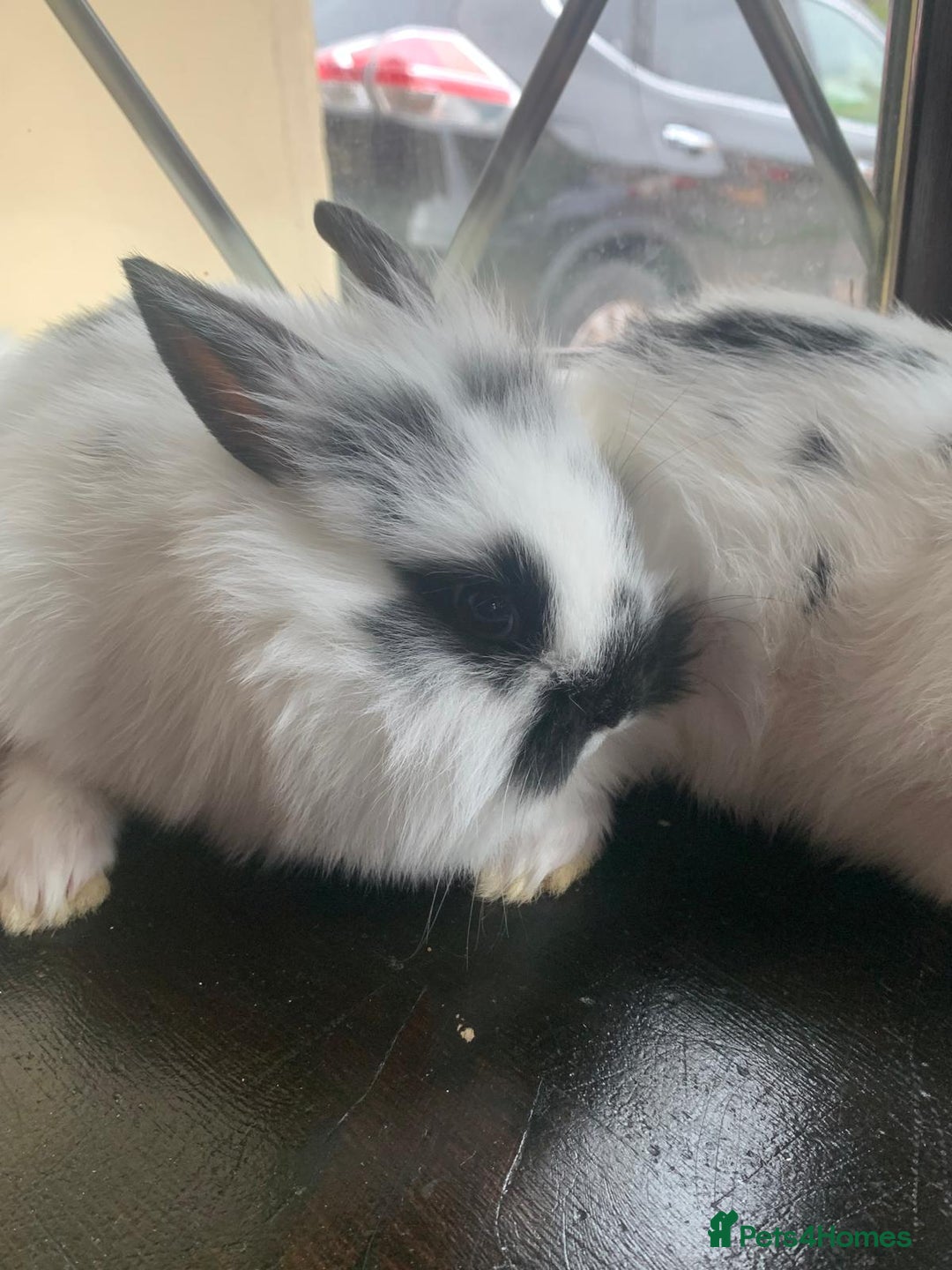 Dwarf Lop rabbits for sale: Dwraf Buinnes for Sale  - Advert 22