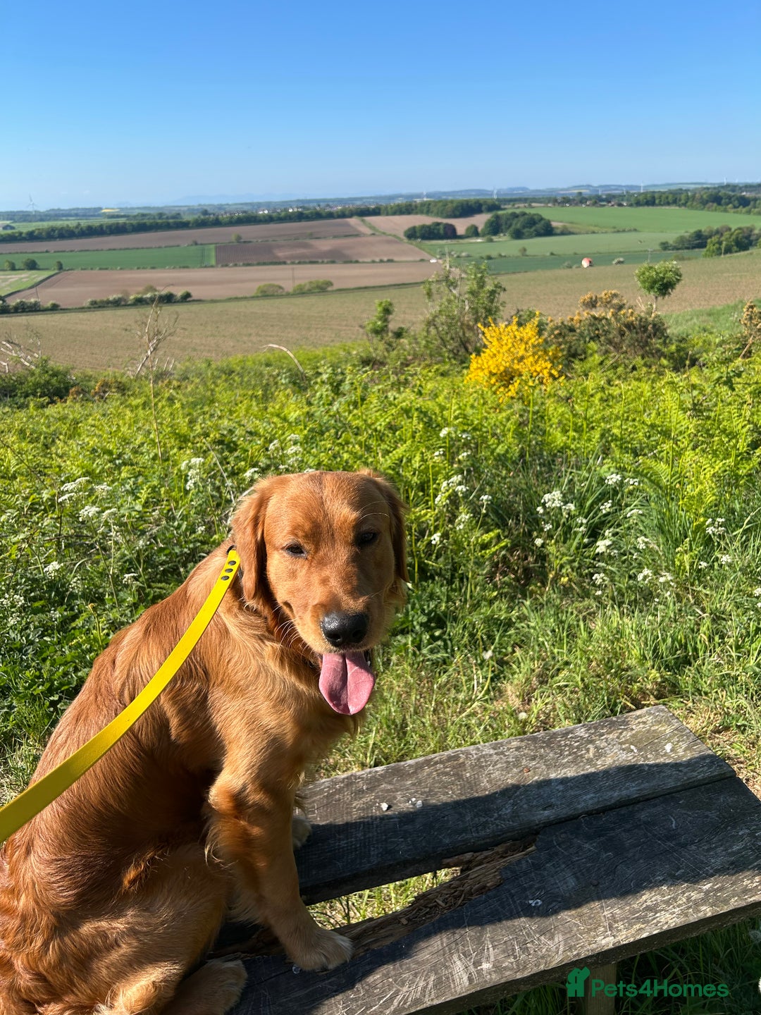 Golden Retriever dogs for sale: Two Golden retriever dogs for rehoming  - Image 8