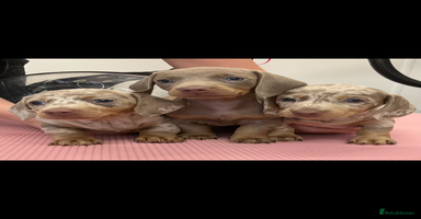 Miniature Dachshund dogs in Chester - Advert 8