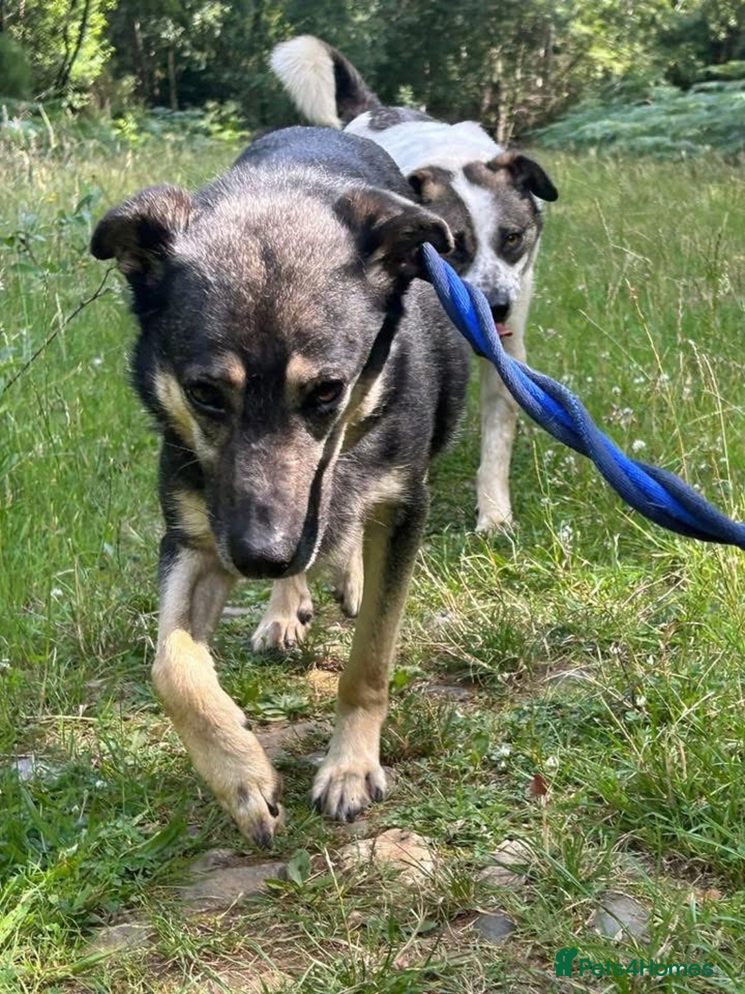 Mixed Breed dogs for adoption: Joey - Norwich Norfolk  - Image 15