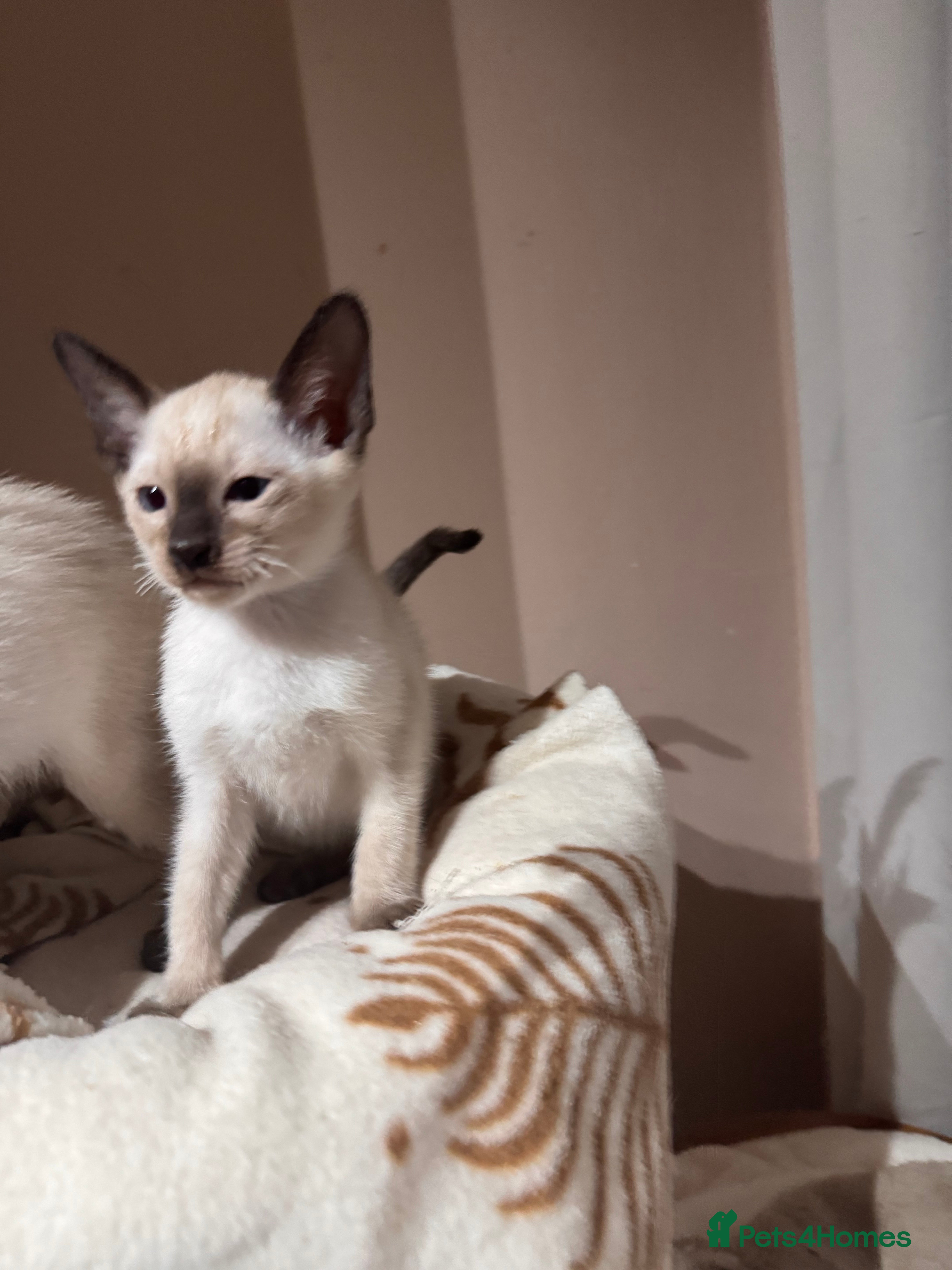 Siamese cats 3 cute Siamese kittens available ready now  - Advert 1