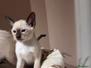 Siamese cats 3 cute Siamese kittens available ready now - Advert 1