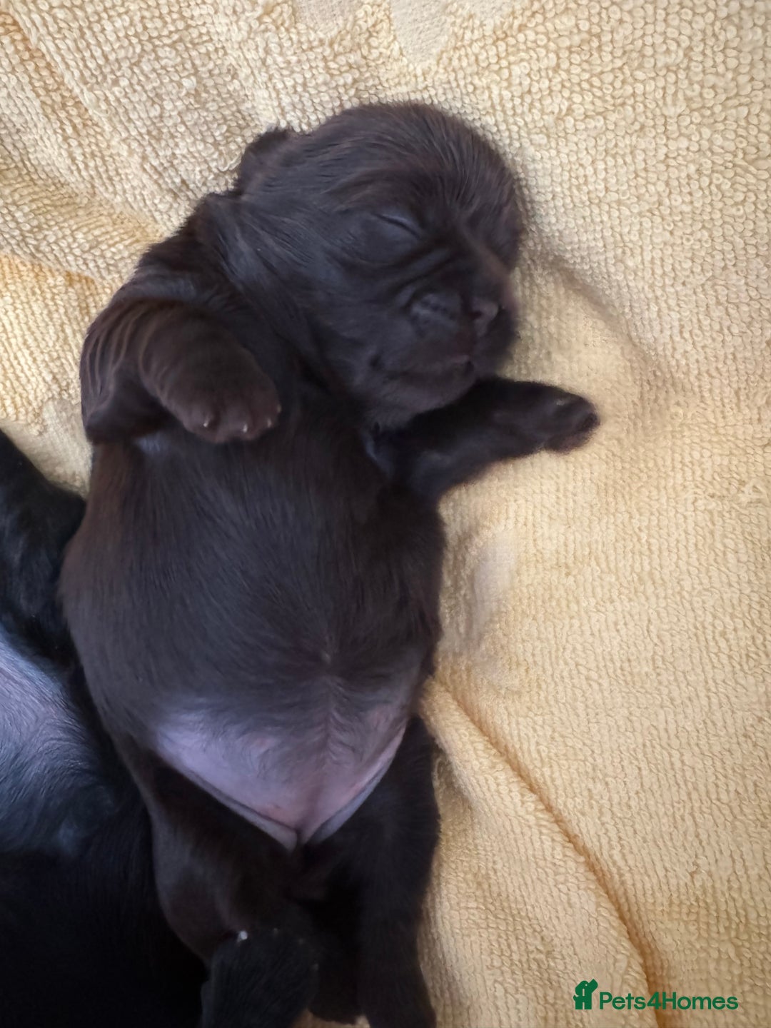 Shih Tzu dogs for sale: ✨ Exceptional Shih Tzu Puppies – Available✨ - Advert 4