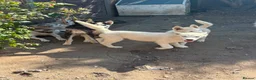 Siberian Husky dogs for sale: Siberian Husky Puppies for Sale - Advert 6