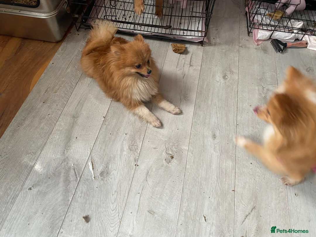 Pomeranian dogs for sale: 3 females for sale  - Advert 6