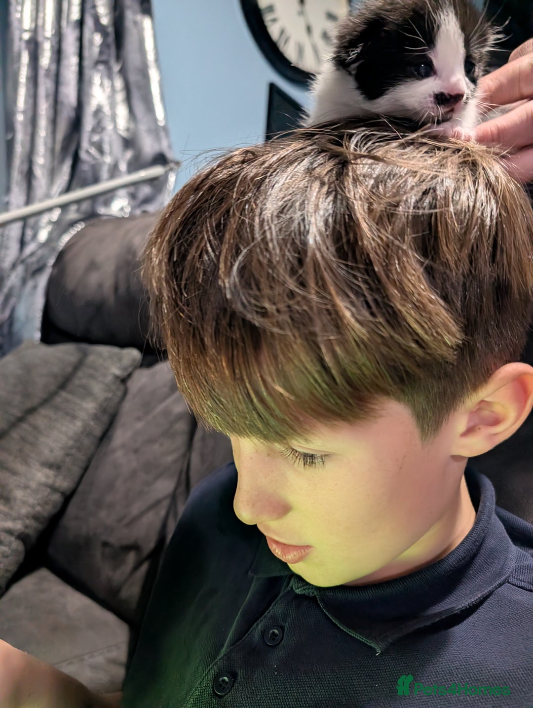 Domestic Shorthair cats for sale: Cute little black and white kitten - Advert 12