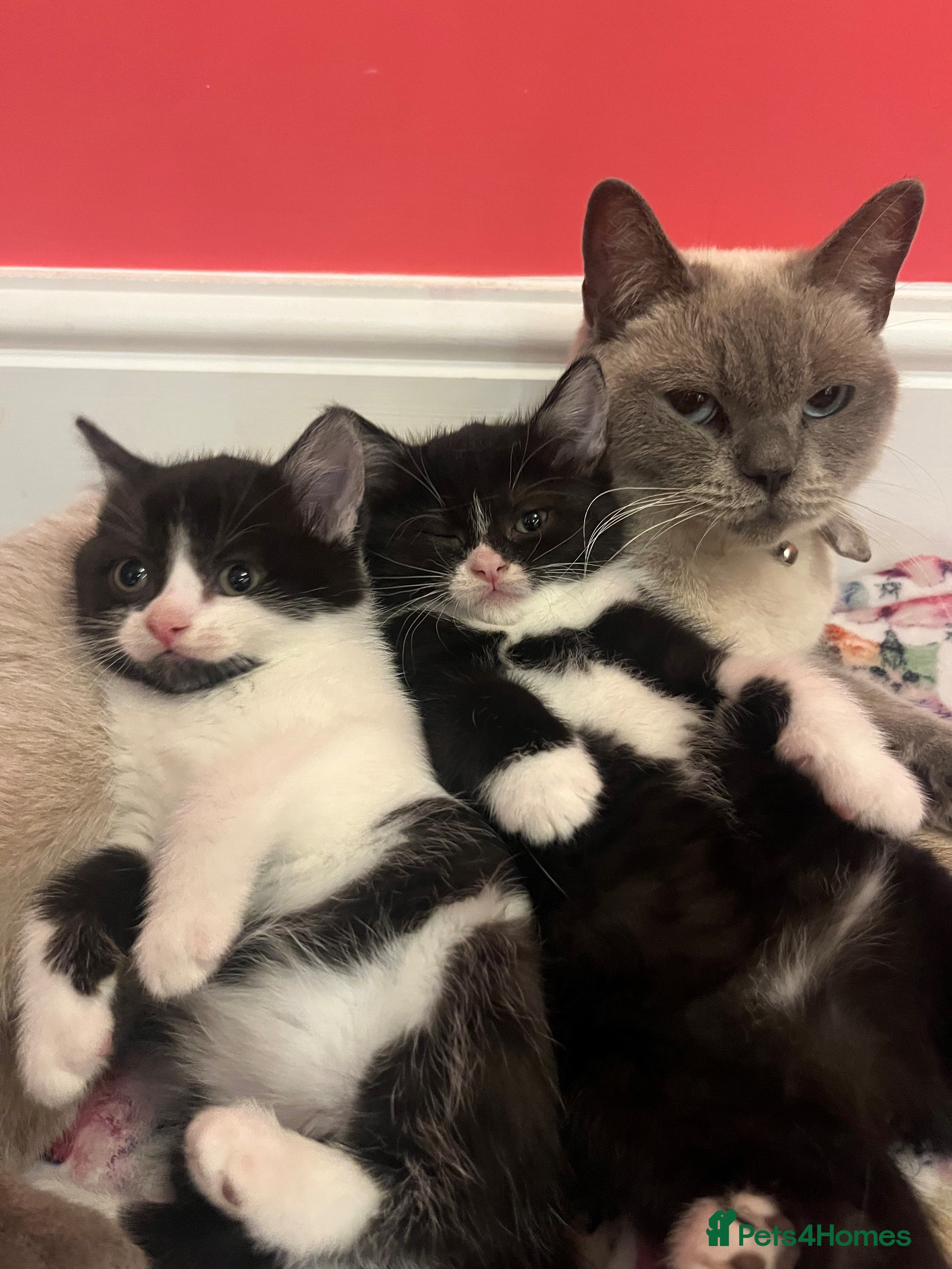 British Shorthair cats British shorthair X kittens - Advert 8