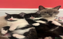 British Shorthair cats for sale: British shorthair X kittens - Image 1