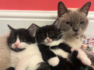 British Shorthair cats - Advert 18