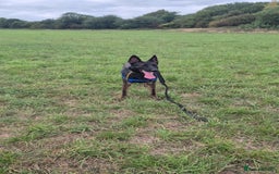 Belgian Shepherd Dog dogs for sale: Full Belgium mali male  - Image 2