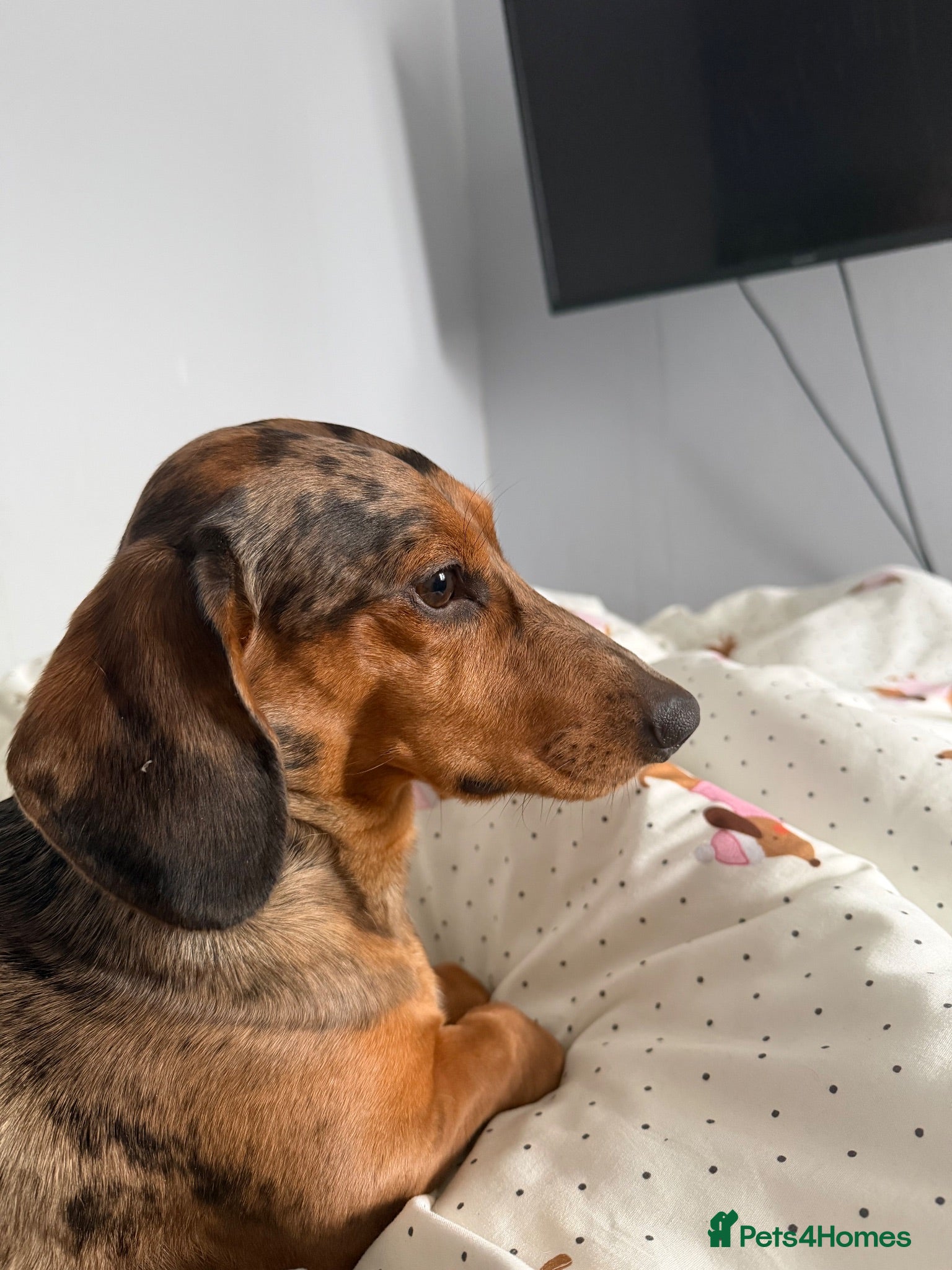 Miniature Dachshund dogs Mylo  - Advert 1