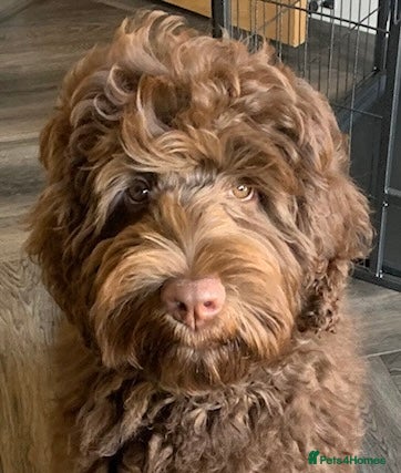 Double Doodle dogs QUALITY STANDARD MULITIGENERATIONAL DOUBLE DOODLES - Advert 1