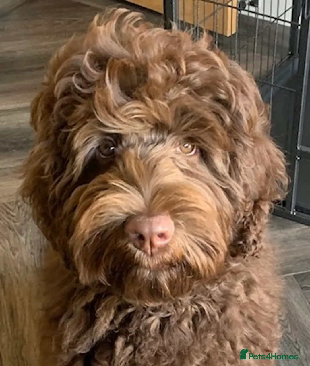 Double Doodle dogs for sale: QUALITY STANDARD MULITIGENERATIONAL DOUBLE DOODLES - Advert 1