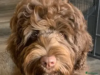 Double Doodle dogs QUALITY STANDARD MULITIGENERATIONAL DOUBLE DOODLES - Advert 15