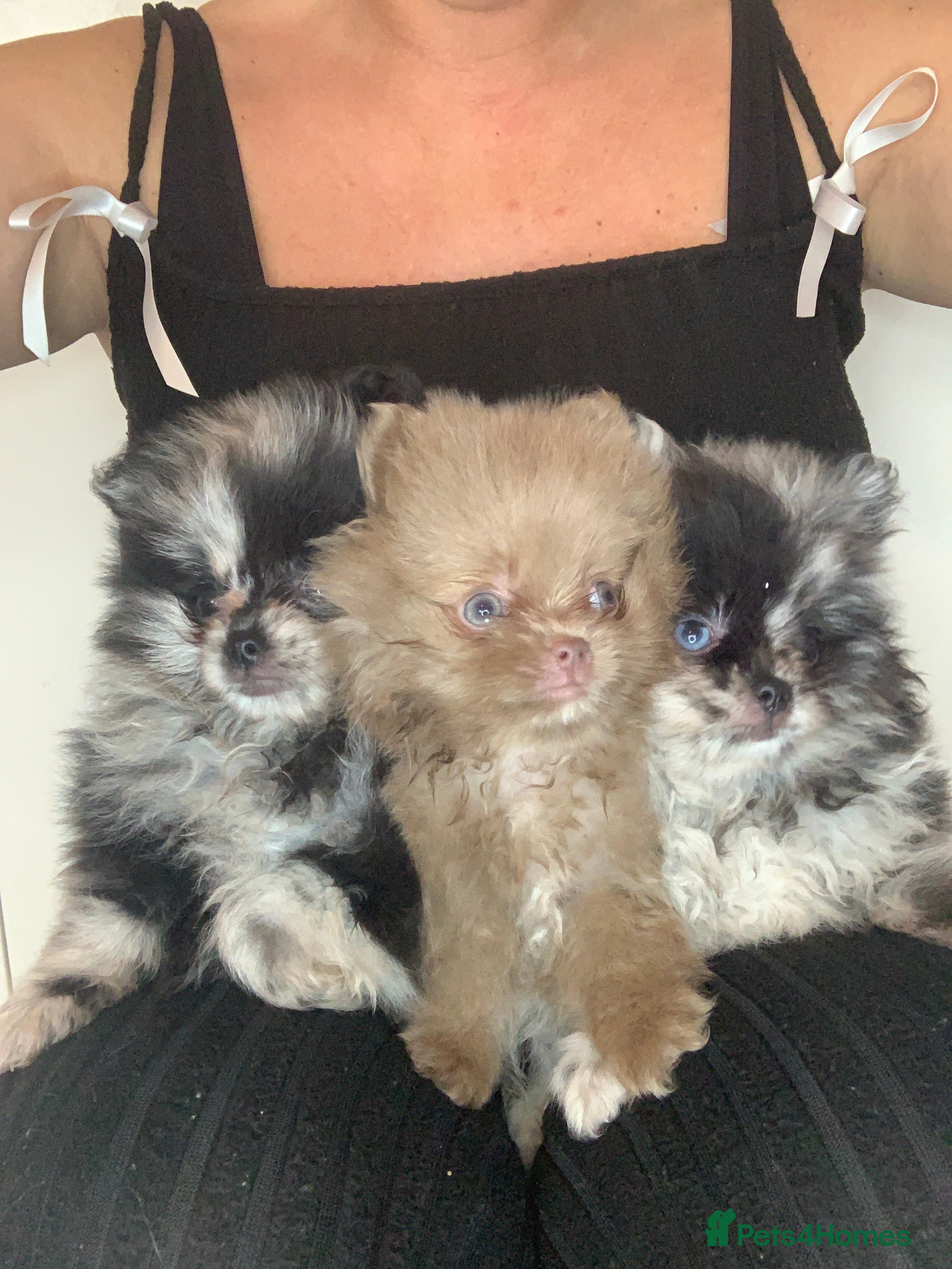 Pomeranian dogs EXQUISITE POMERANIAN PUPPIES (READY TO LEAVE) - Advert 1