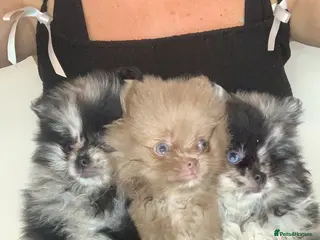 Pomeranian dogs EXQUISITE POMERANIAN PUPPIES (READY TO LEAVE) - Advert 1
