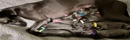 Whippet dogs for sale: KC Reg blue whippet puppies in Ledbury - Advert 19