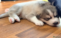 Siberian Husky dogs for sale: SIBERIAN HUSKY  - Image 9