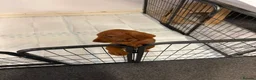 Hungarian Vizsla dogs for sale: Wire haired Hungarian Vizsla pups - Advert 7