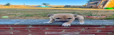 Lurcher 3
