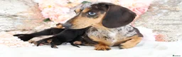 Miniature Dachshund dogs for sale: KC Miniature Dachshund Puppies - Advert 3