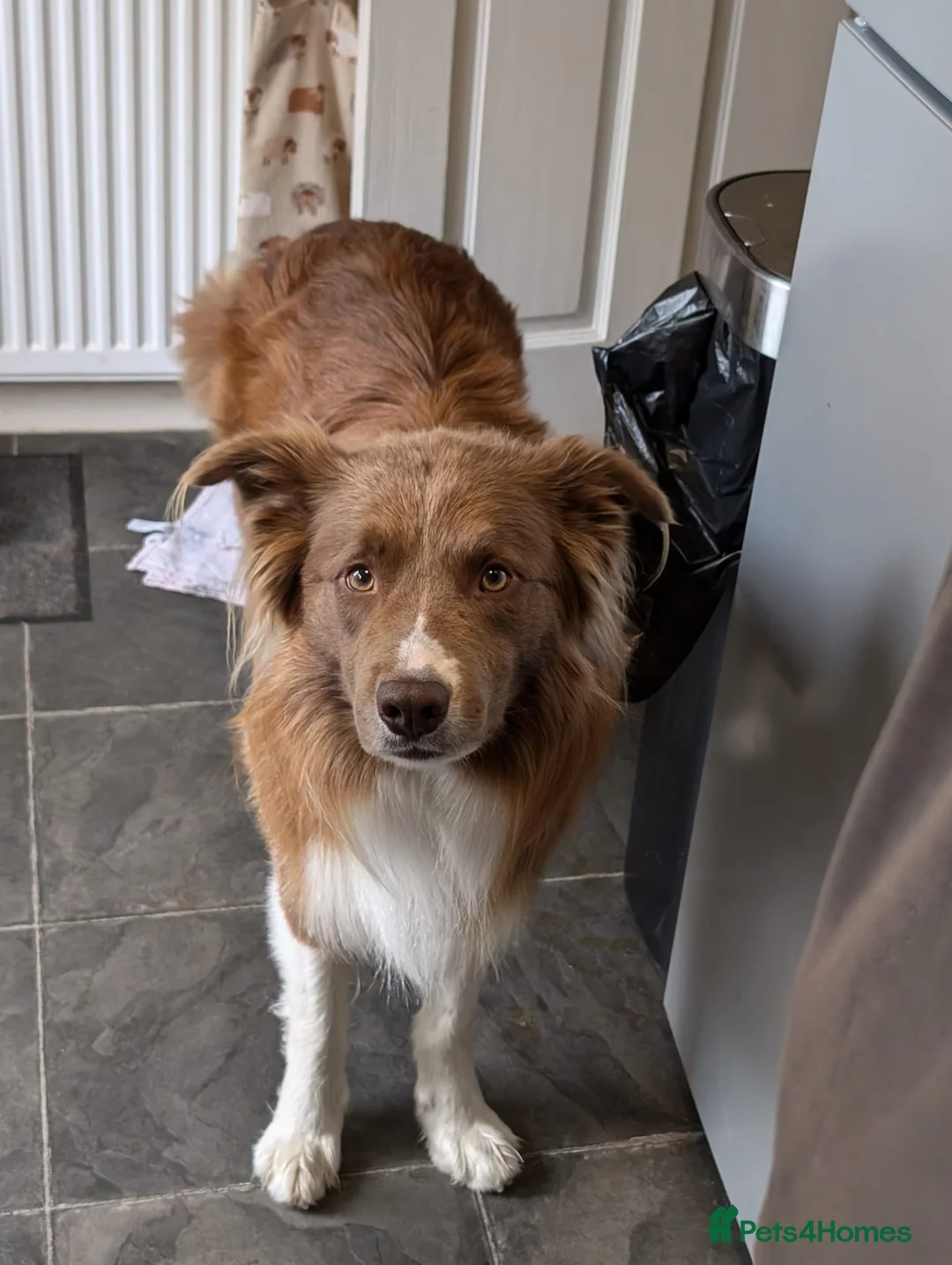 Border Collie dogs for stud: DNA cleared border collie for stud - Advert 3