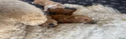 Australian Labradoodle dogs for sale: Australian Labradoodle Puppies for sale - Advert 6