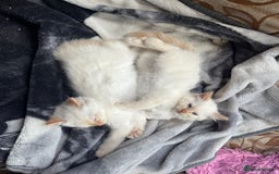 Mixed Breed cats for sale: Gorgeous white male kitten looking for a new home - Image 6