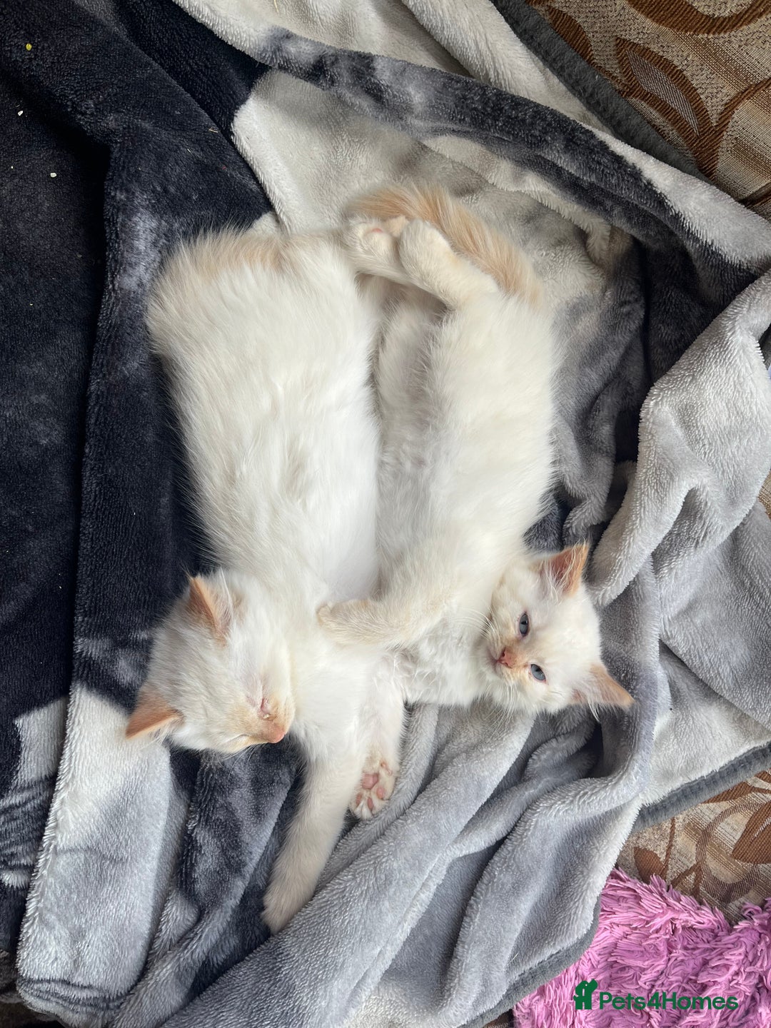 Mixed Breed cats for sale: Gorgeous white male kitten looking for a new home - Image 6