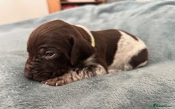 German Shorthaired Pointer dogs for sale: Pure GSP Puppies For Sale - Image 21