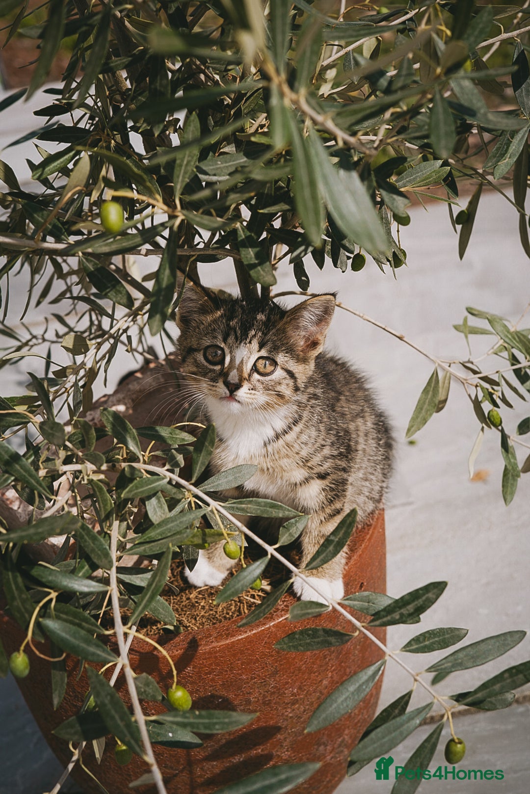 Mixed Breed cats for sale: Gorgeous kittens for sale  - Image 39