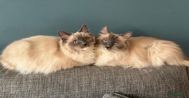 Ragdoll cats - Advert 13