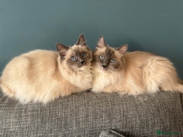 Ragdoll cats - Advert 8