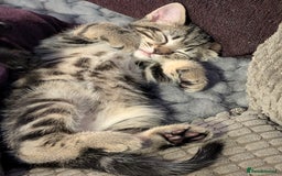 Domestic Shorthair cats for sale: Beautiful domestic short hair kittens for sale  - Image 28