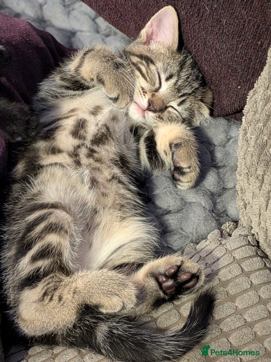 Domestic Shorthair cats for sale: Beautiful domestic short hair kittens for sale  - Image 28