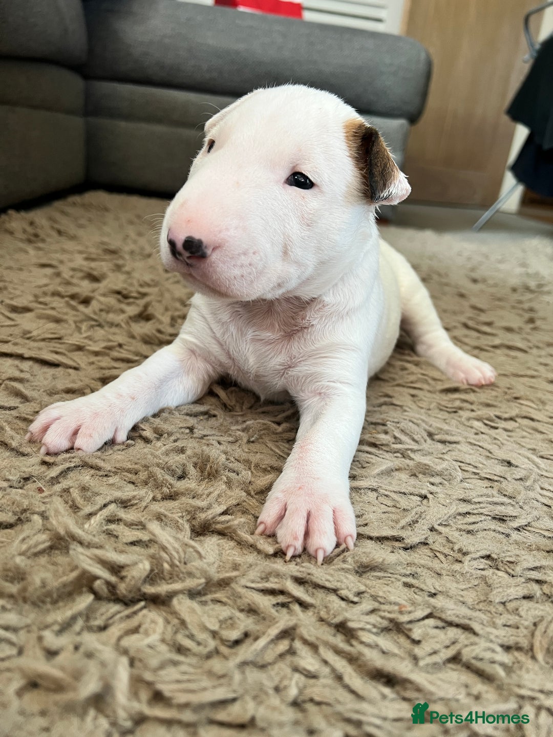 Miniature Bull Terrier Puppies For Sale Breeders Terrier Dog Breed
