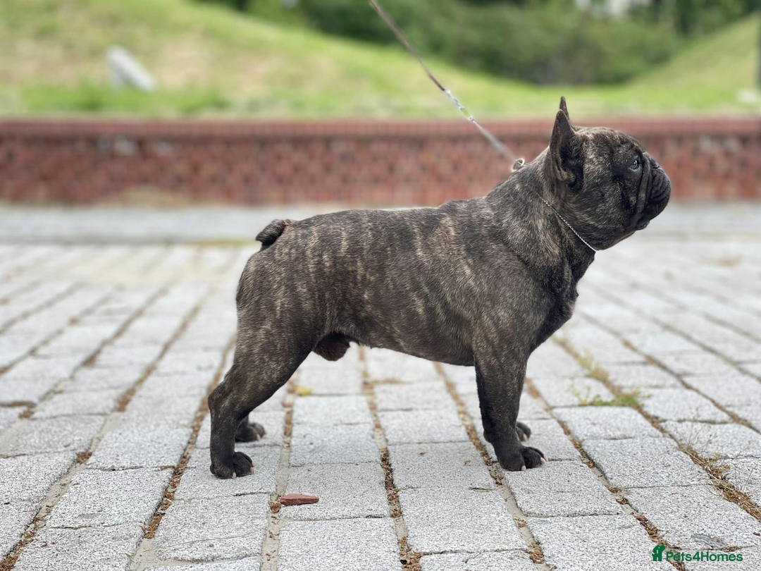 French Bulldog dogs for stud: INTERNATIONAL CHAMPION French Bulldog for STUD - Advert 9