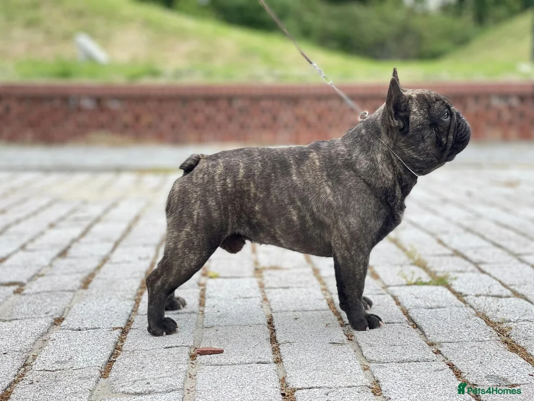 French Bulldog dogs for stud: INTERNATIONAL CHAMPION French Bulldog for STUD - Advert 9