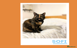 Mixed Breed cats for adoption: Snuggle Twins! - Image 3