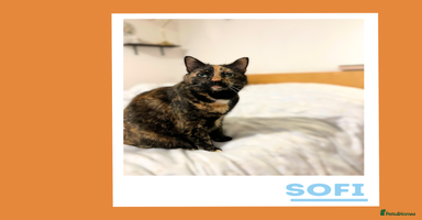 Mixed Breed cats - Advert 1
