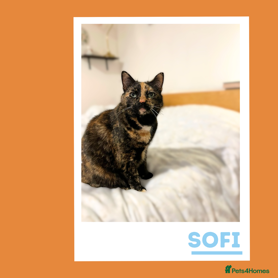 Mixed Breed cats for adoption: Snuggle Twins! - Image 3