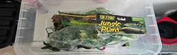 Leopard Gecko reptiles for sale: Leopard Gecko with enclosure  - Advert 9