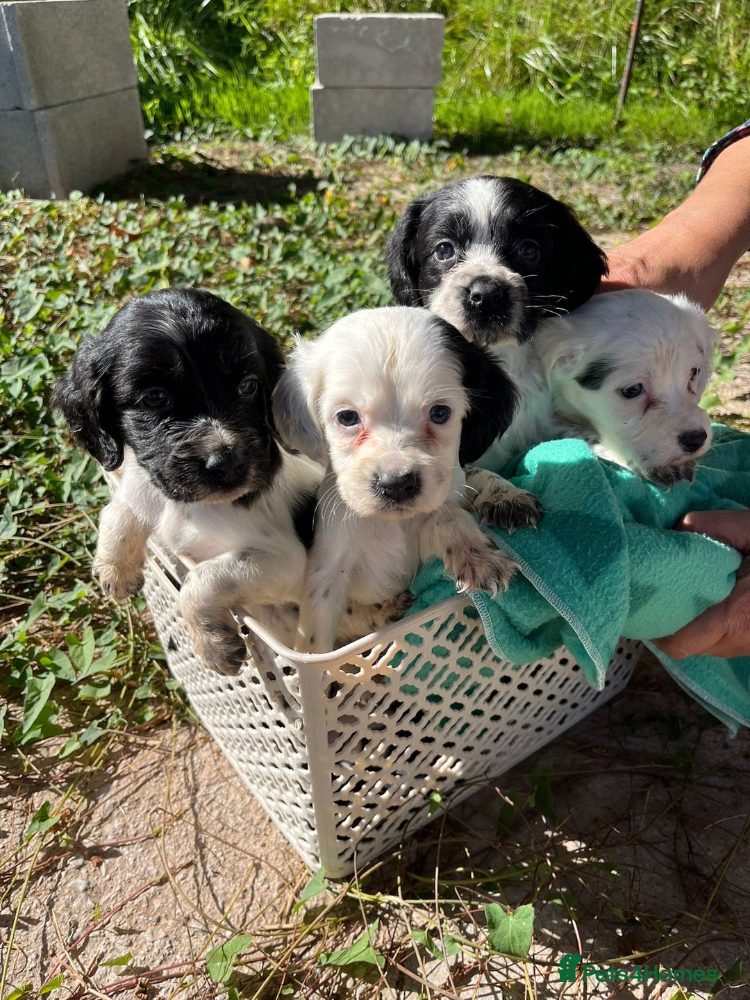 English Setter dogs for adoption: Setter x pups  - Image 8