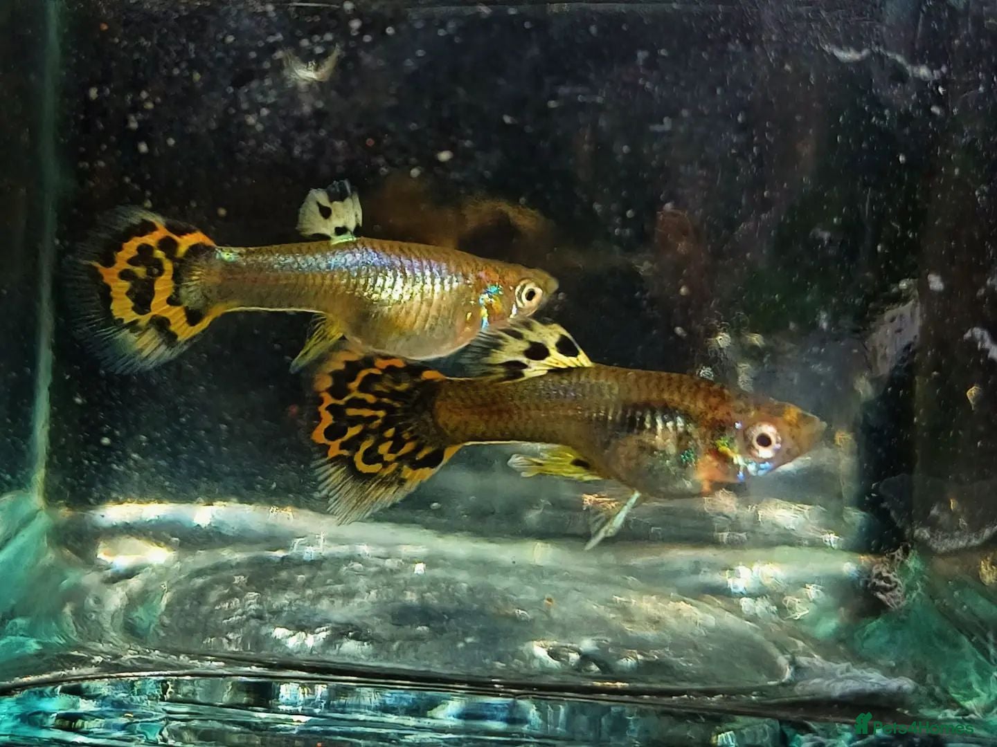 Live Bearers fish Stunning Yellow Cobra Guppy Groups - Advert 2